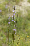 Texas vervain